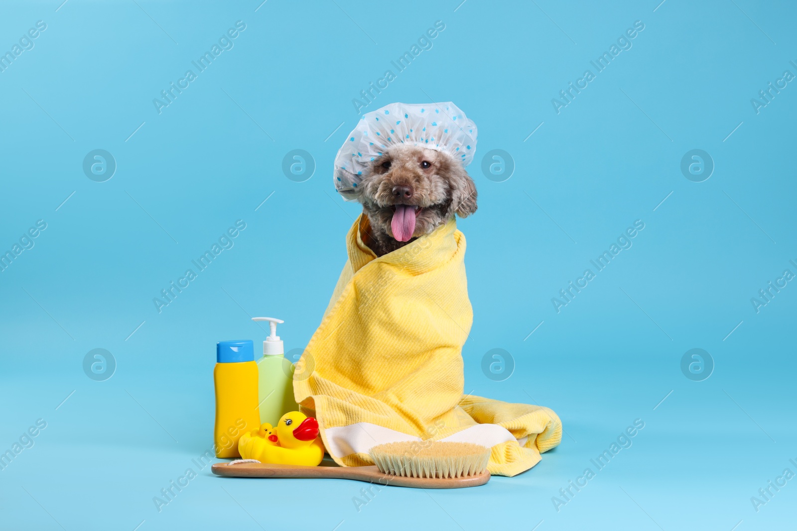 Photo of Cute dog with shower cap and other bath accessories on light blue background