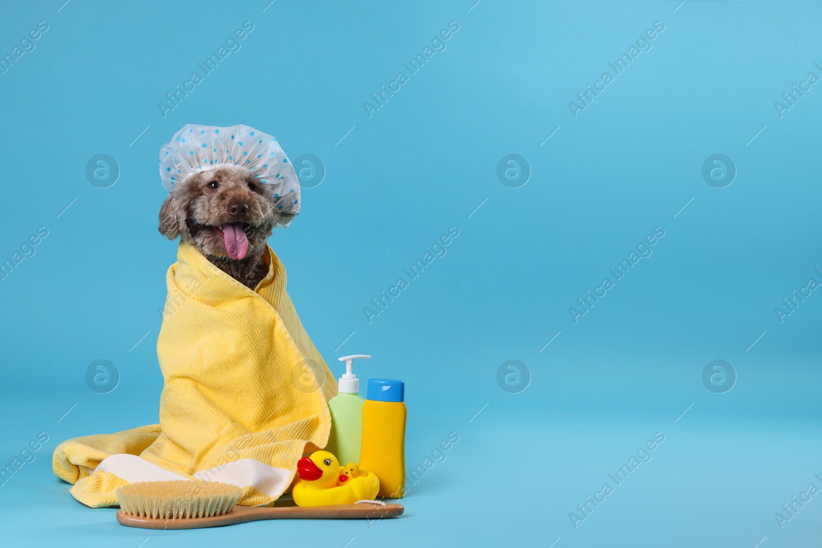 Photo of Cute dog with shower cap and other bath accessories on light blue background, space for text