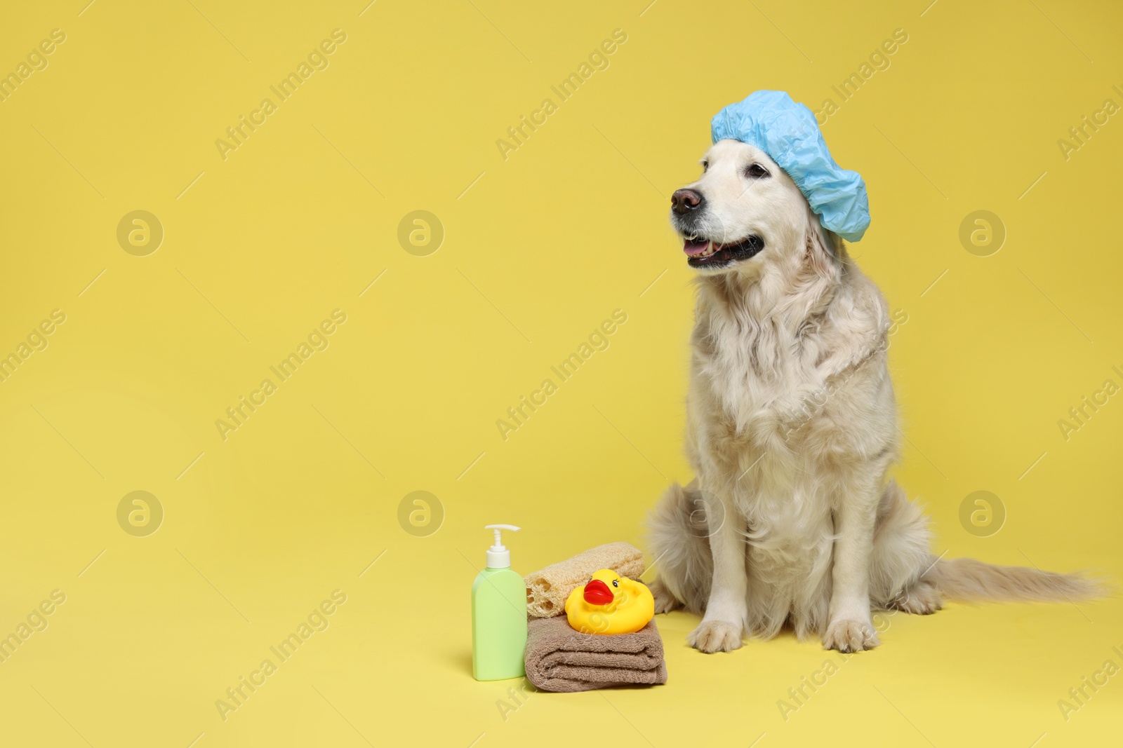 Photo of Cute dog with shower cap and other bath accessories on yellow background. Space for text