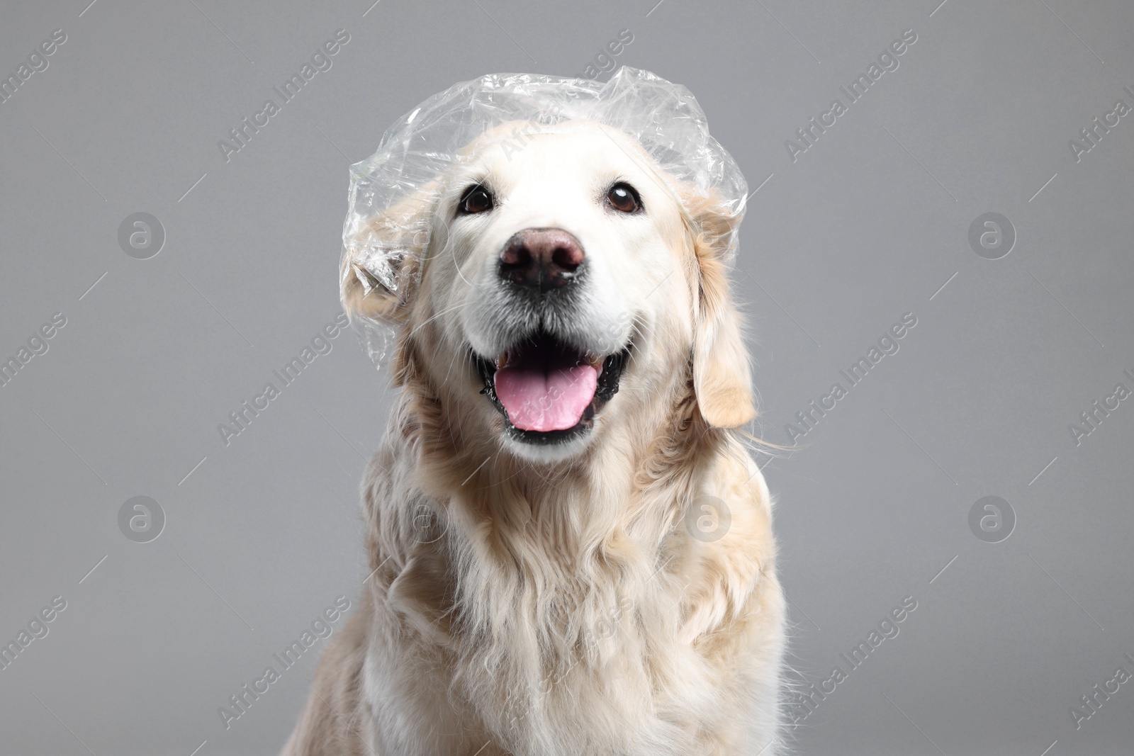 Photo of Cute funny dog with shower cap on grey background