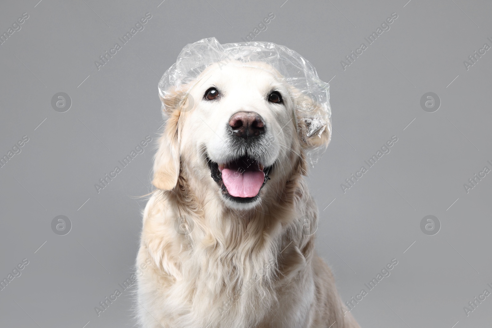 Photo of Cute funny dog with shower cap on grey background