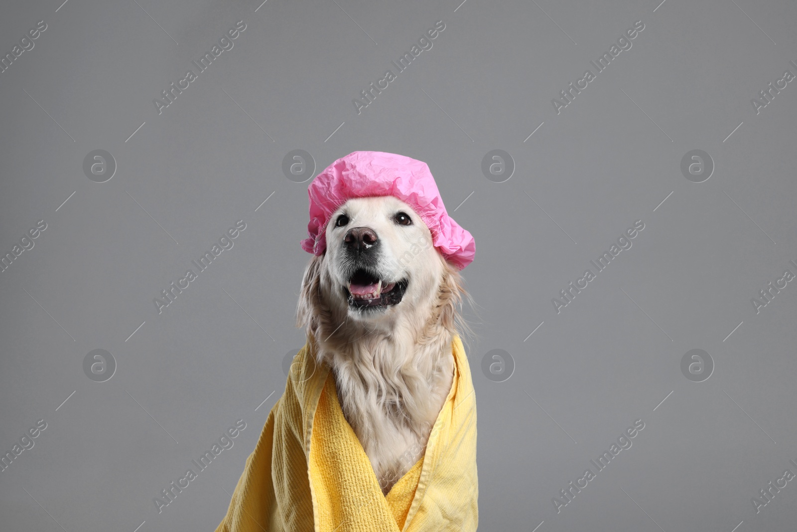 Photo of Cute funny dog with shower cap and towel on grey background