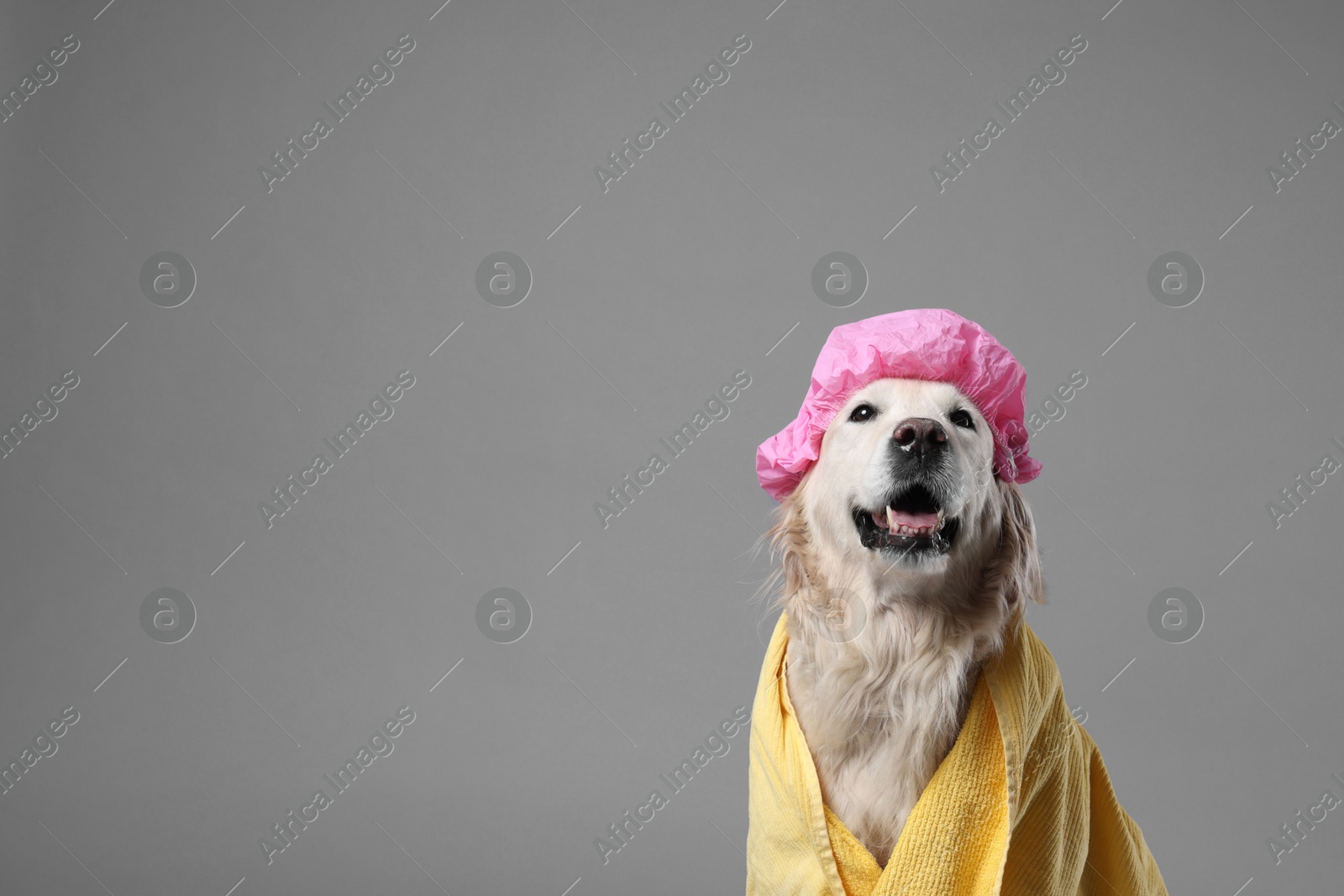 Photo of Cute funny dog with shower cap and towel on grey background. Space for text