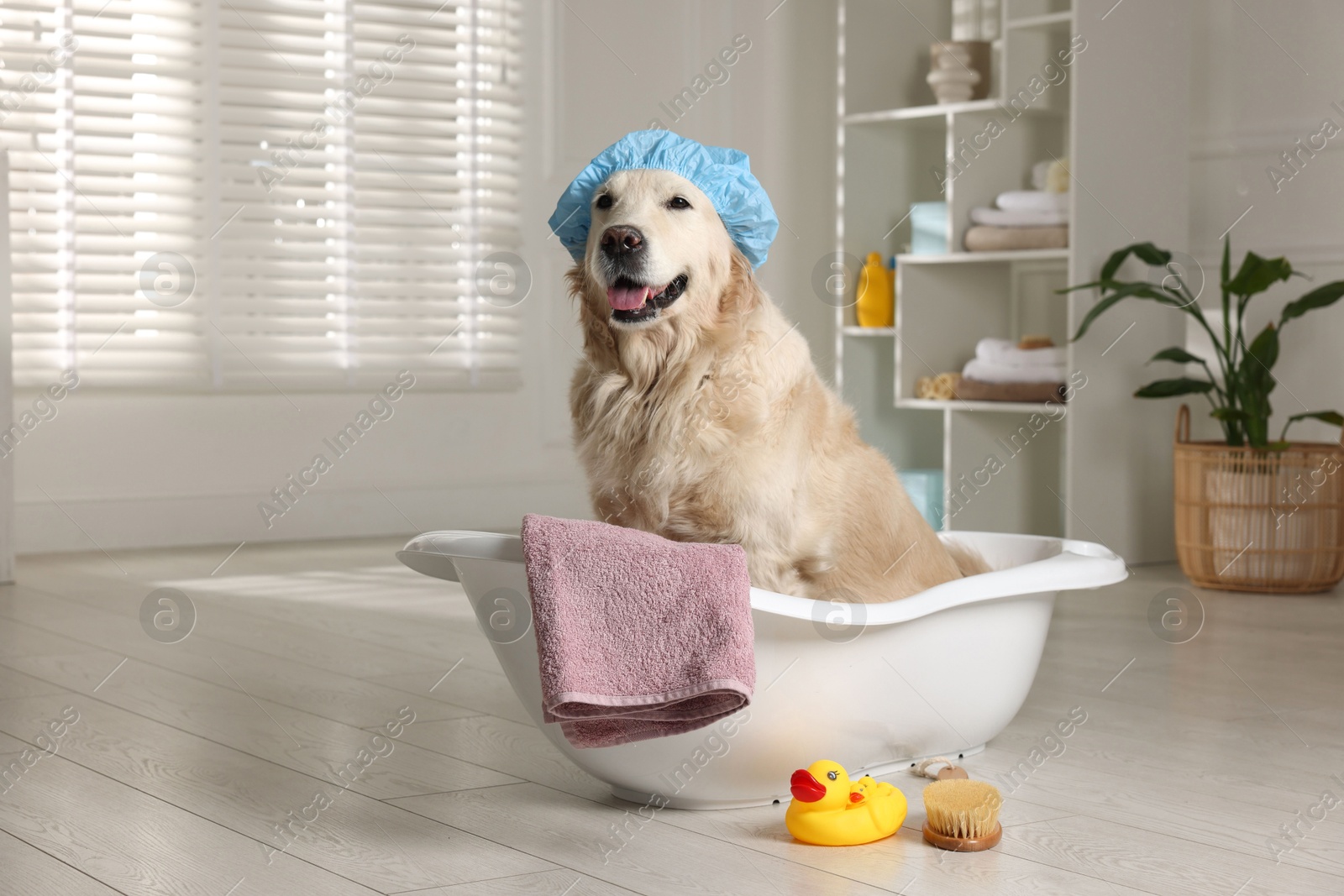 Photo of Cute dog with shower cap in small bathtub and bath accessories at home