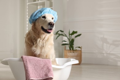 Photo of Cute dog with shower cap in small bathtub at home. Space for text