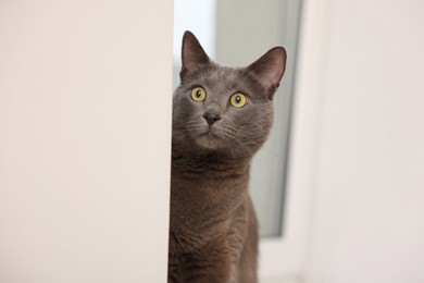 Photo of Cute grey cat near window at home