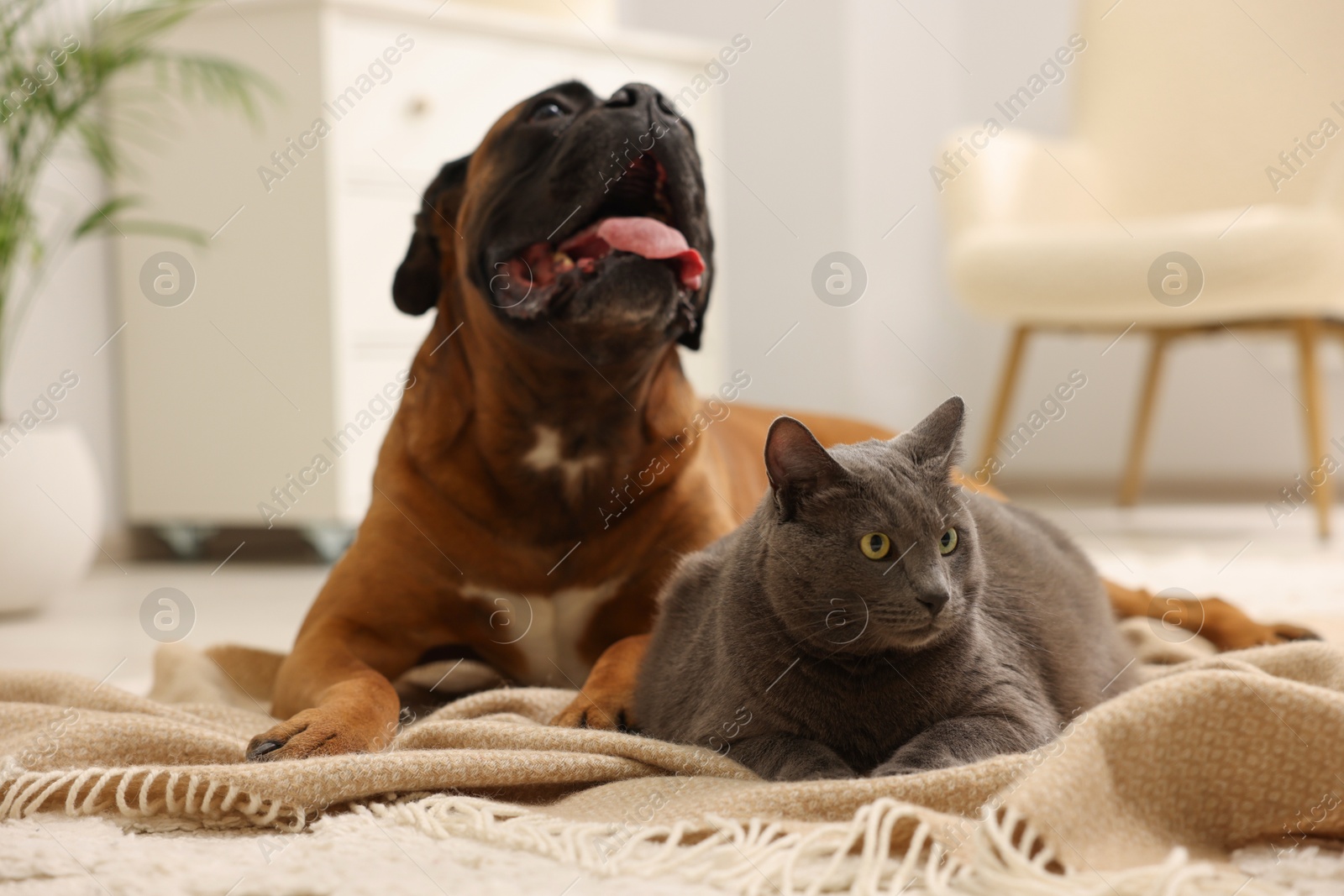 Cute dog and cat lying on floor at home Photo of Cute dog and cat lying on floor at home