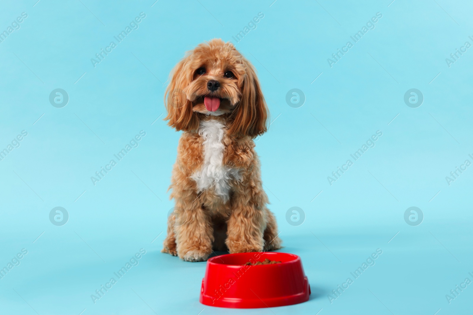 Photo of Feeding bowl with dry pet food and cute dog on light blue background