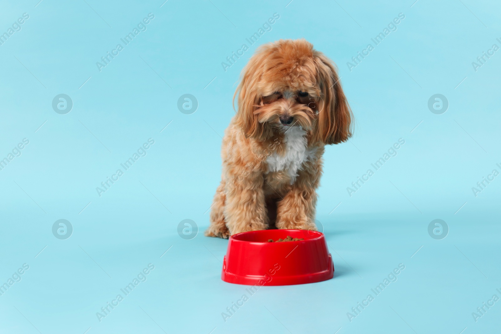 Photo of Feeding bowl with dry pet food and cute dog on light blue background. Space for text