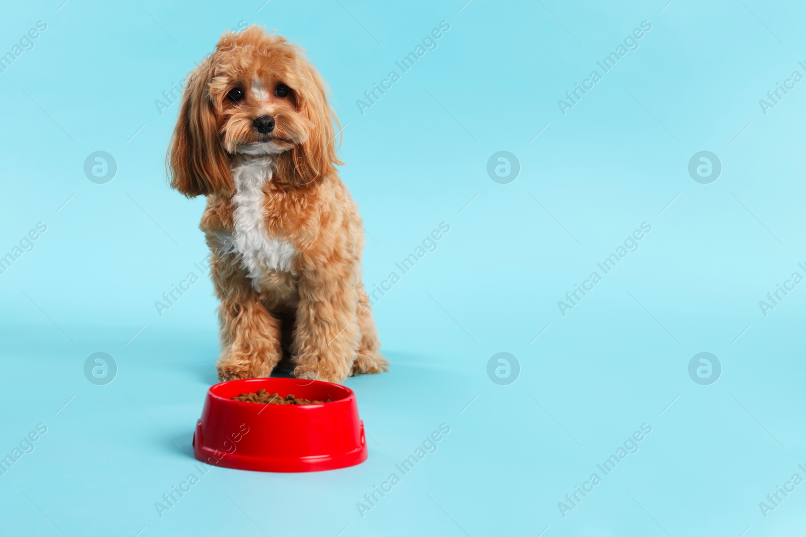 Photo of Feeding bowl with dry pet food and cute dog on light blue background. Space for text