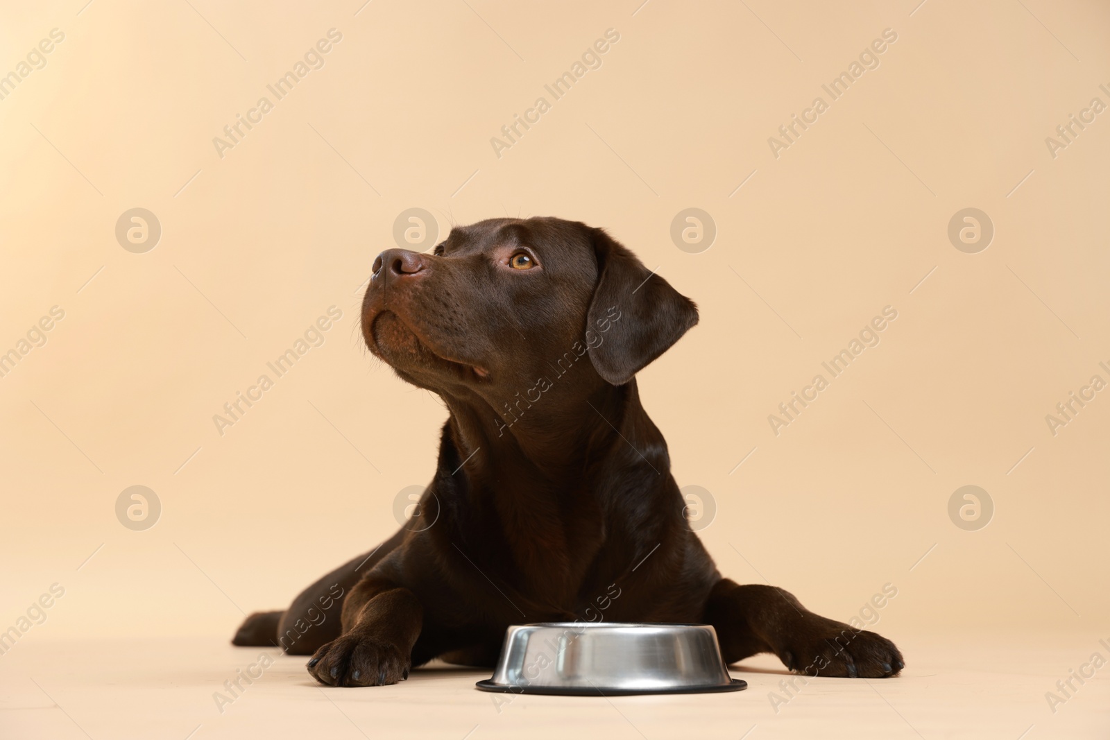 Photo of Cute dog waiting for pet food near empty bowl on beige background