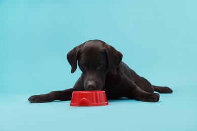 Photo of Cute dog waiting for pet food near empty bowl on light blue background