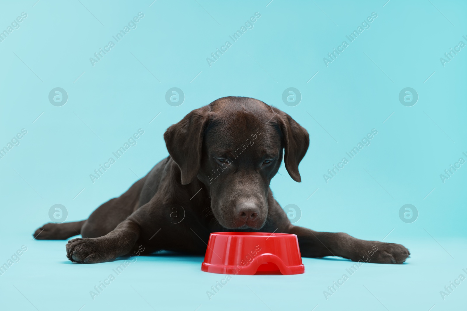 Photo of Cute dog waiting for pet food near empty bowl on light blue background