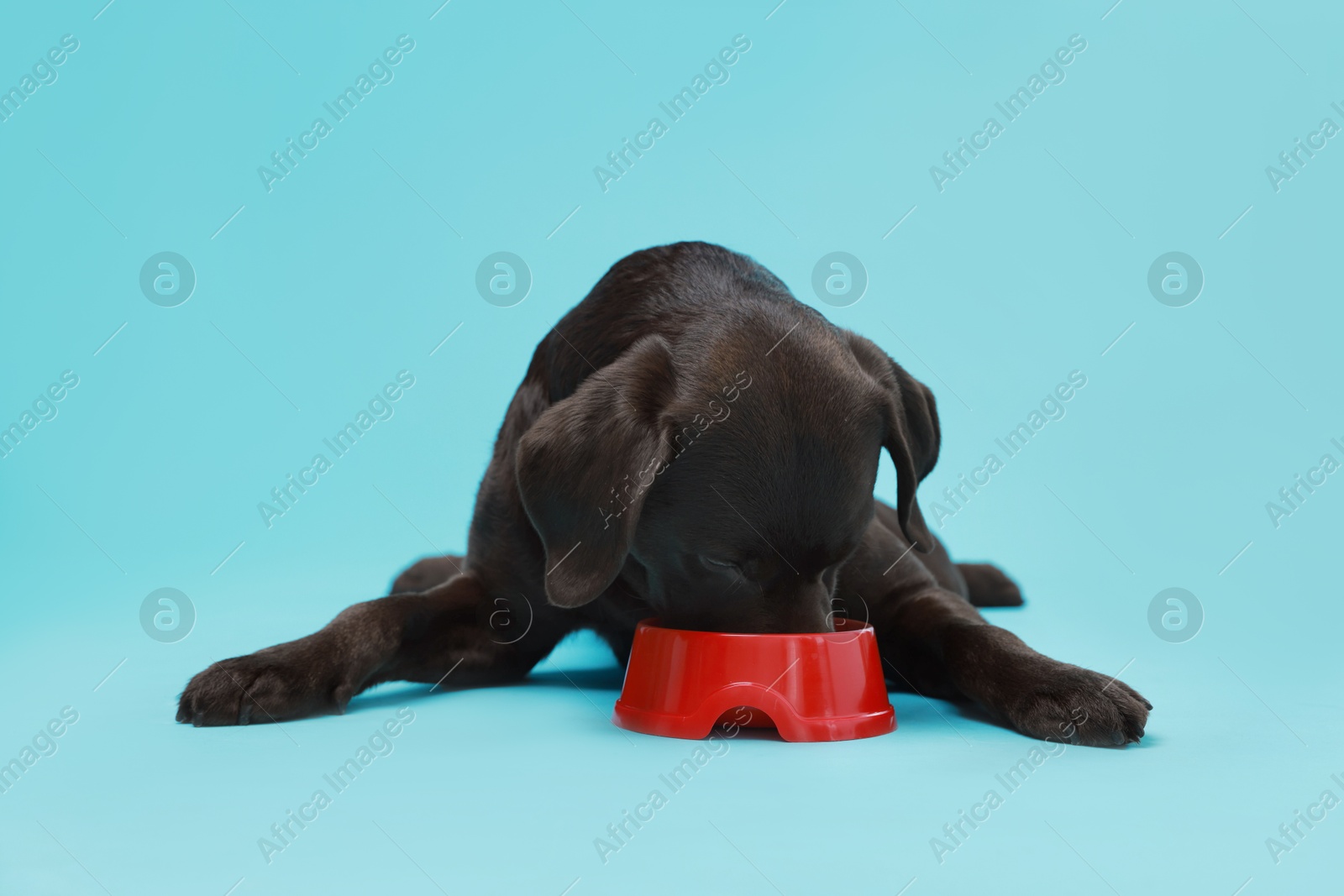 Photo of Cute dog eating dry pet food from feeding bowl on light blue background