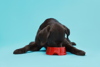 Photo of Cute dog eating dry pet food from feeding bowl on light blue background