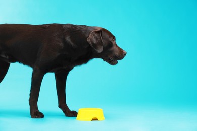 Photo of Cute dog waiting for pet food near empty bowl on light blue background, space for text