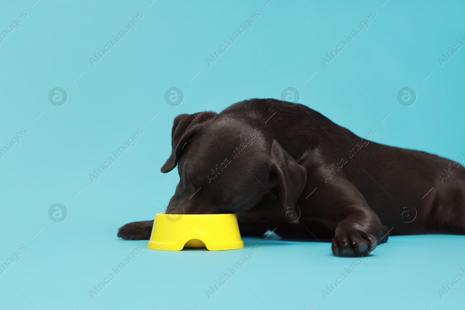 Photo of Cute dog eating dry pet food from feeding bowl on light blue background, space for text