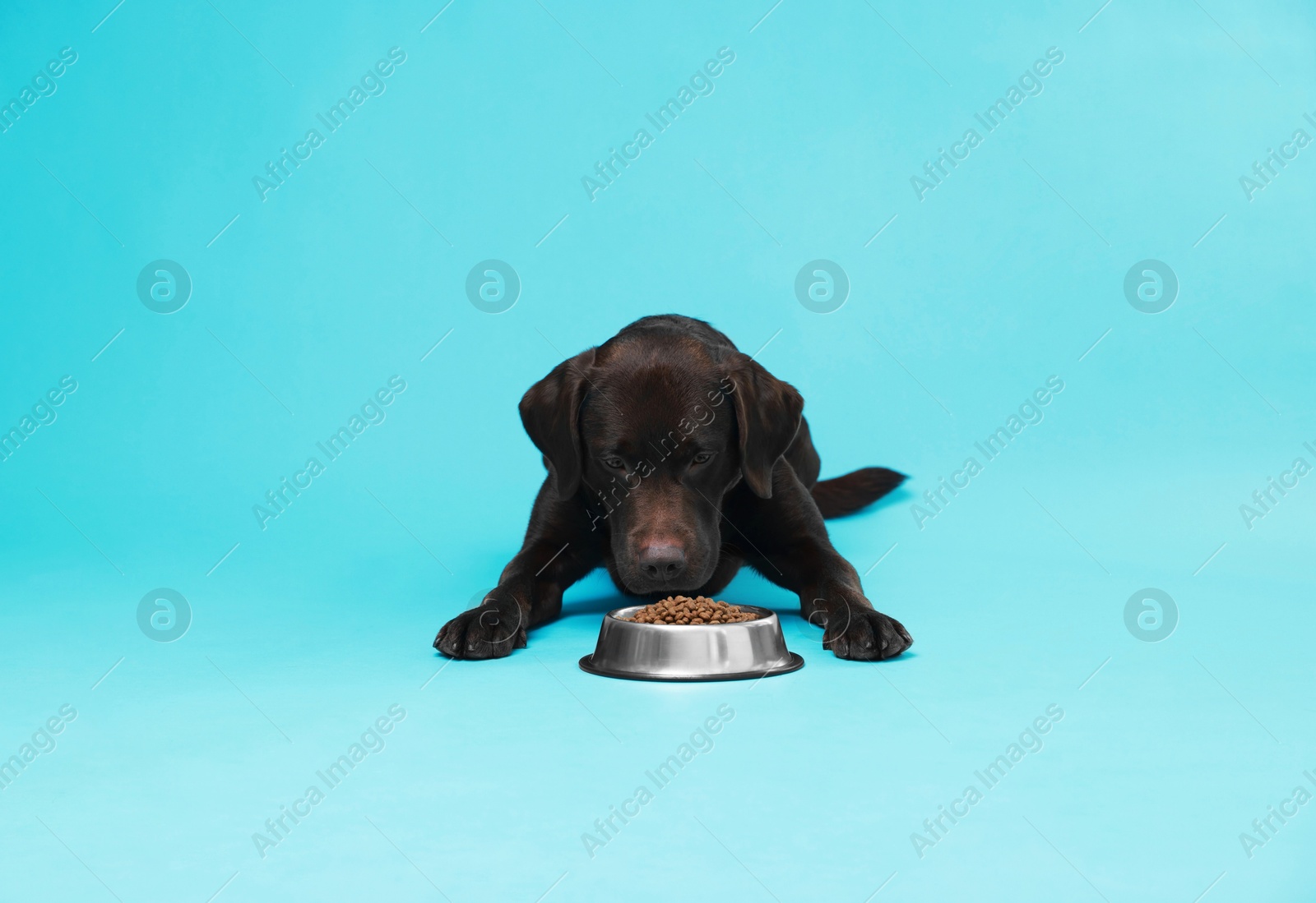 Photo of Cute dog lying near bowl of dry pet food on light blue background