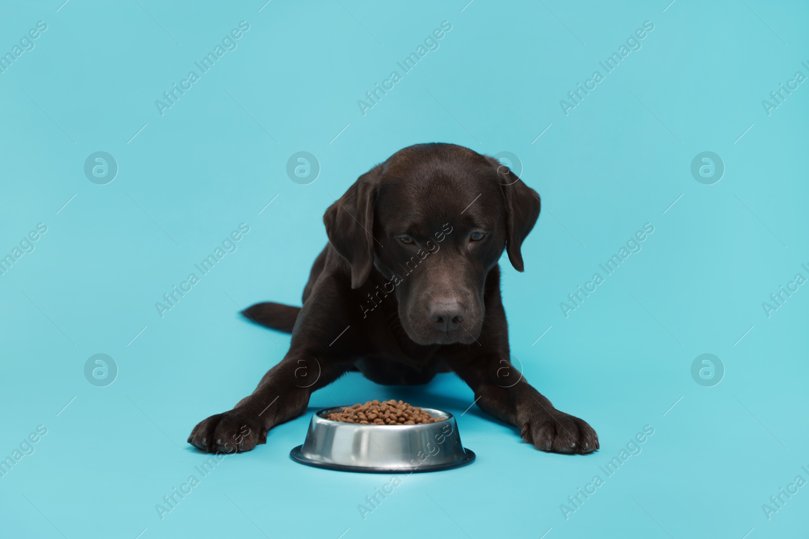 Photo of Cute dog lying near bowl of dry pet food on light blue background