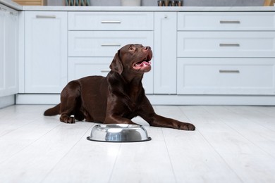 Photo of Cute dog waiting for pet food near empty bowl on floor indoors, space for text