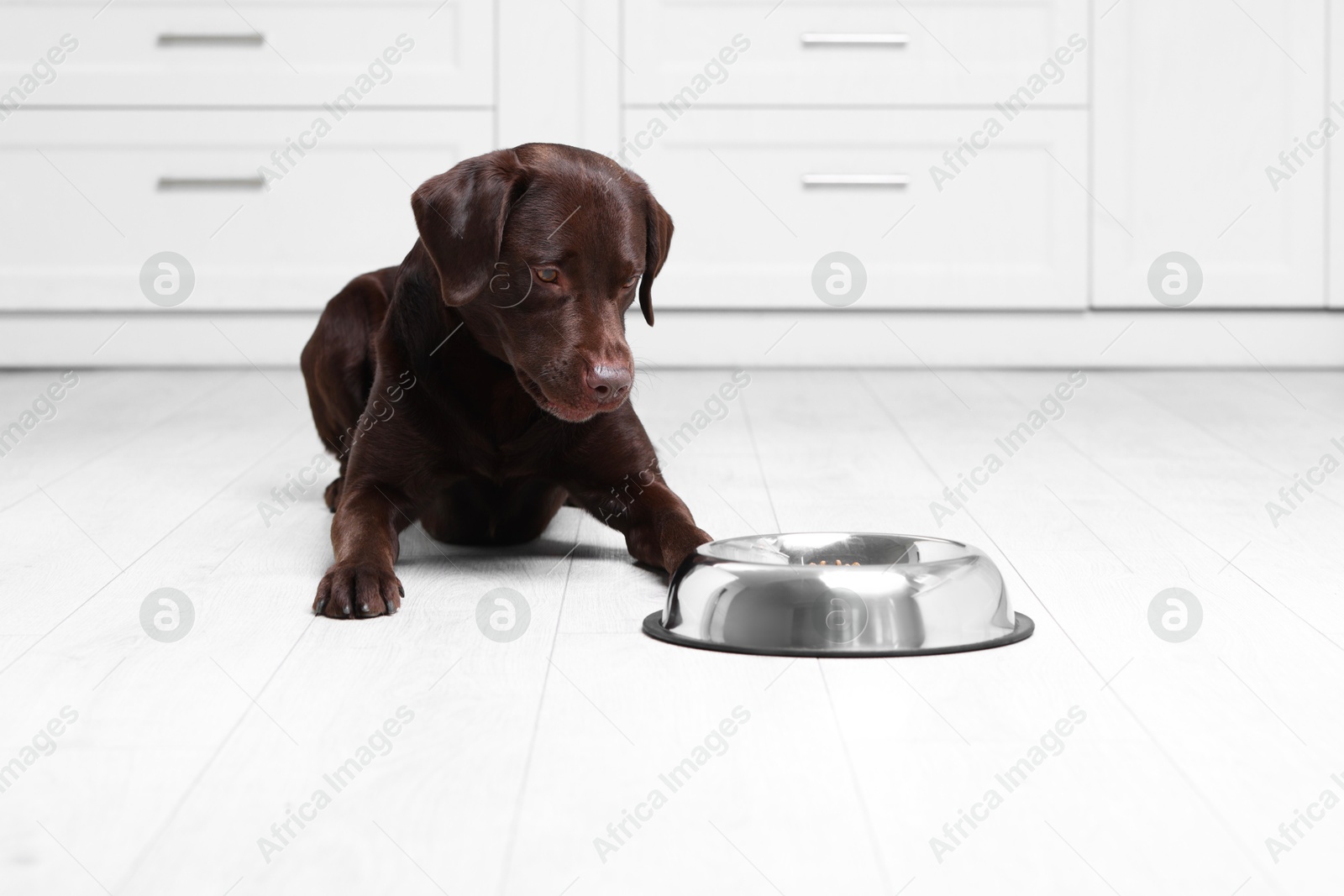 Photo of Cute dog waiting for pet food near empty bowl on floor indoors