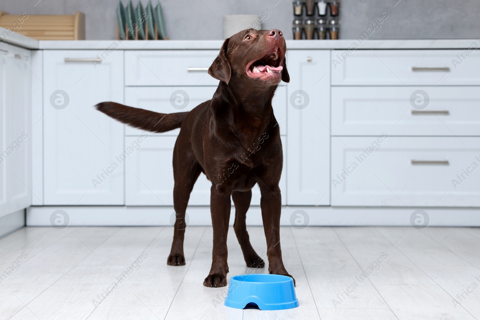 Photo of Cute dog waiting for pet food near empty bowl on floor indoors