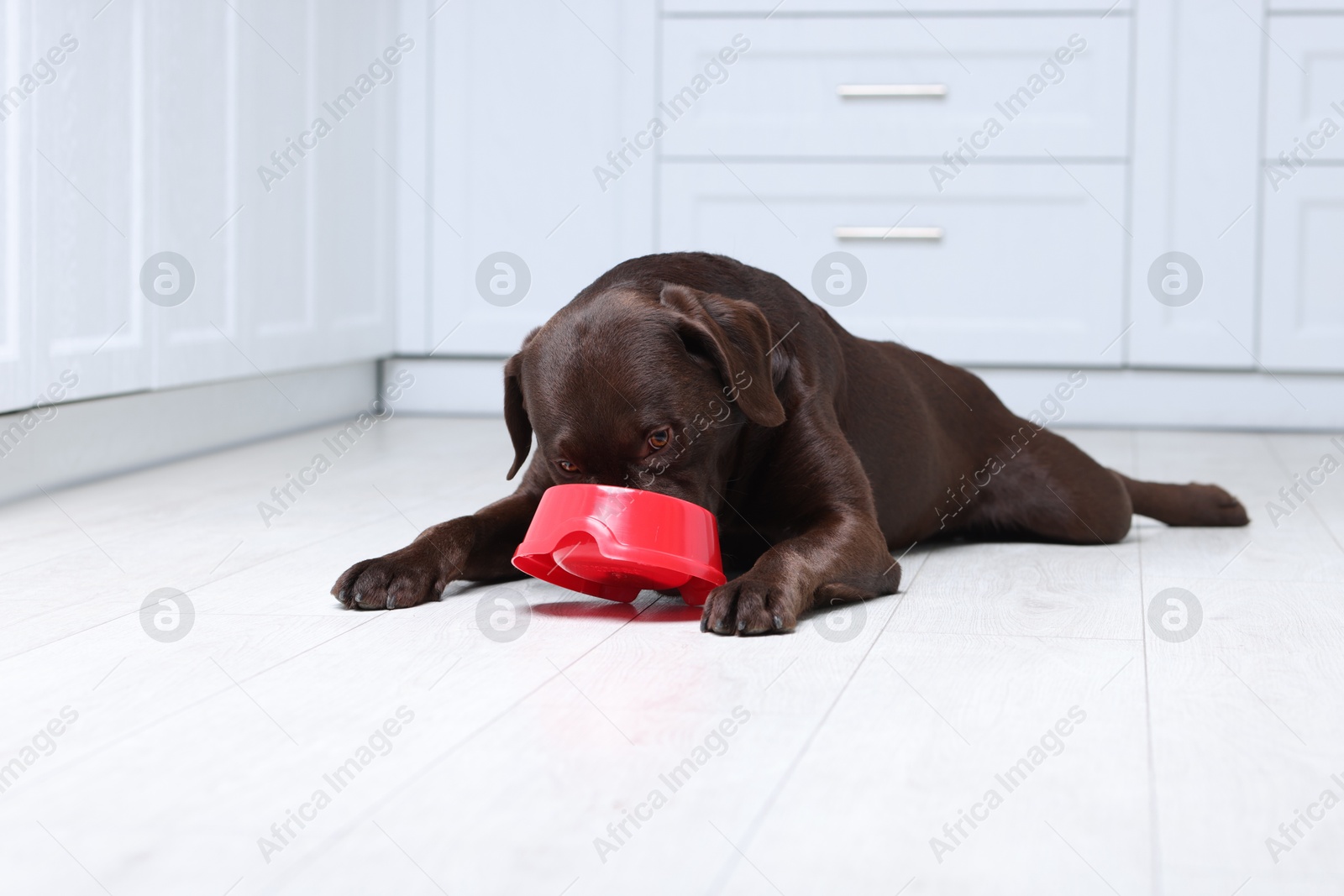 Photo of Cute dog eating dry pet food from feeding bowl on floor indoors