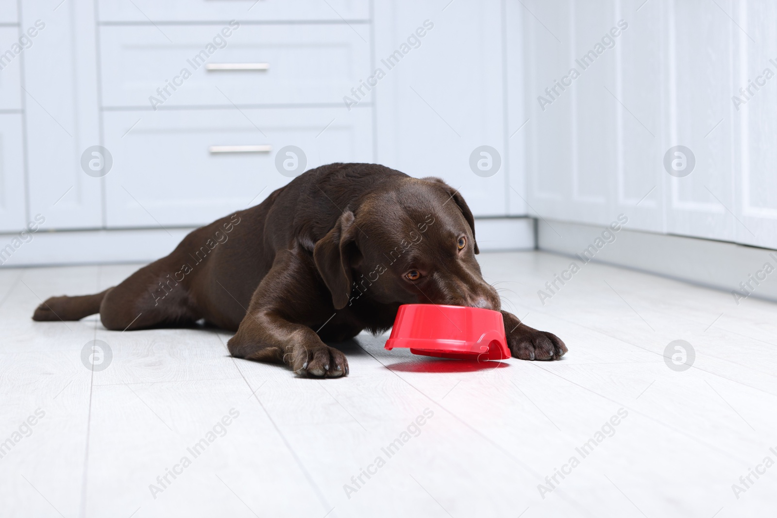 Photo of Cute dog eating dry pet food from feeding bowl on floor indoors