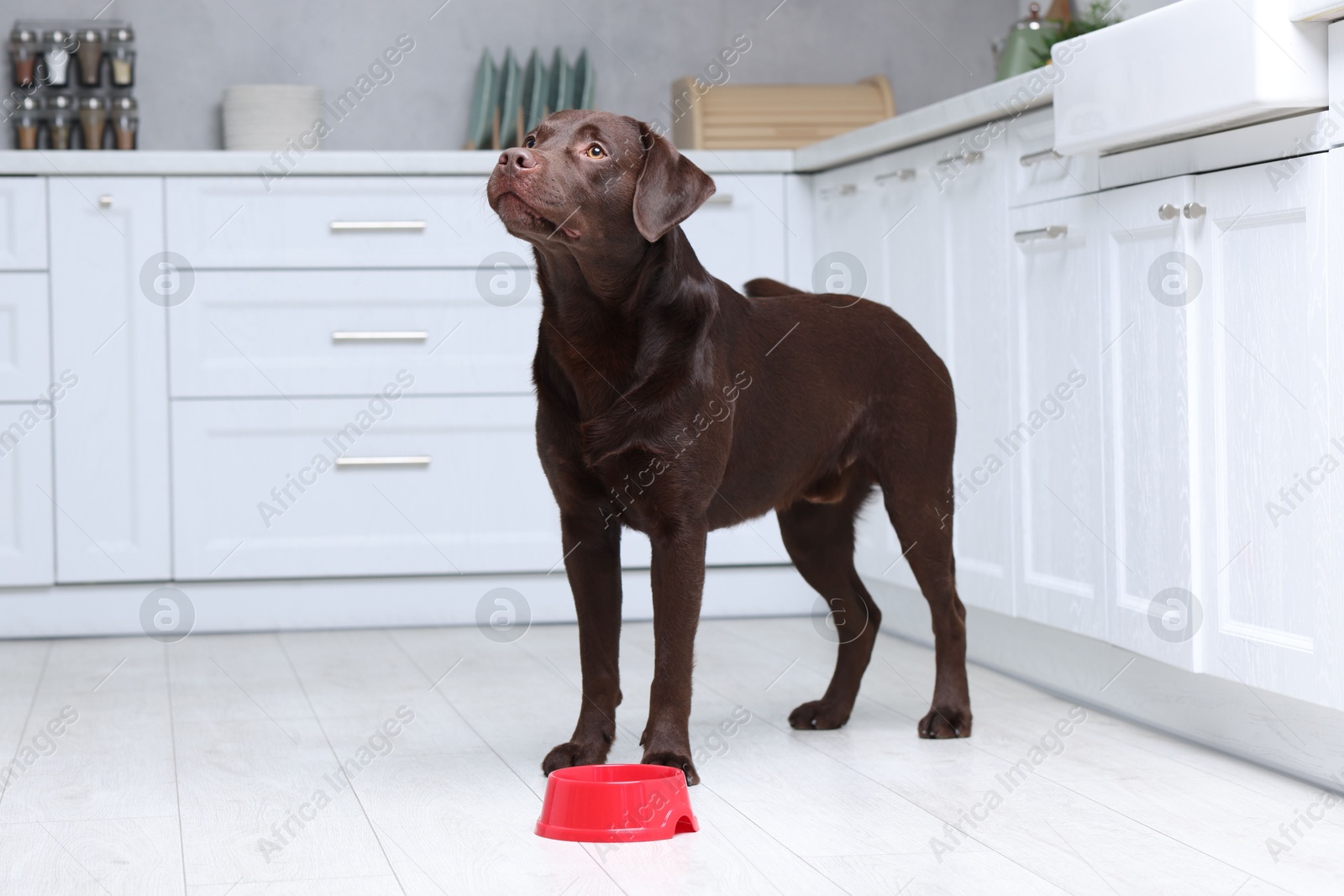 Photo of Cute dog waiting for pet food near empty bowl on floor indoors