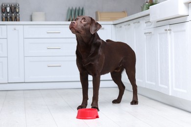 Photo of Cute dog waiting for pet food near empty bowl on floor indoors