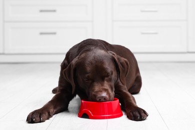 Photo of Cute dog eating dry pet food from feeding bowl on floor indoors