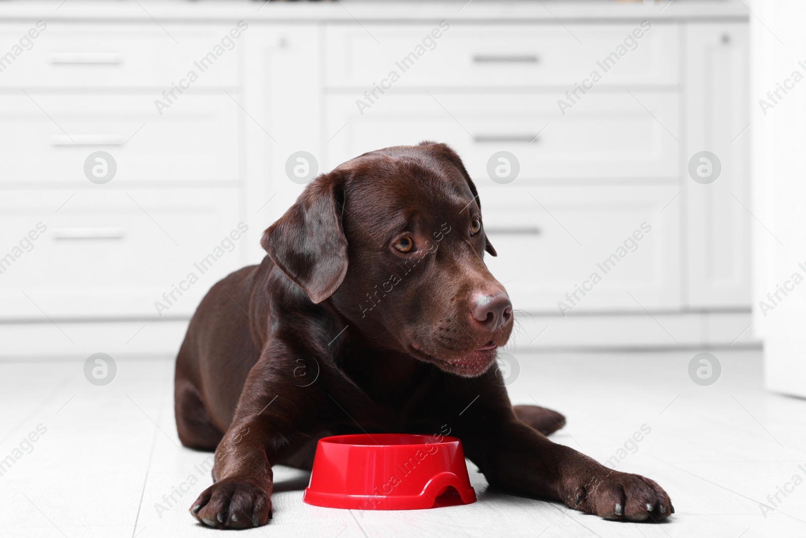 Photo of Cute dog waiting for pet food near empty bowl on floor indoors