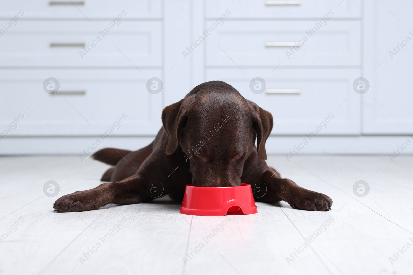 Photo of Cute dog eating dry pet food from feeding bowl on floor indoors