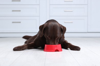 Photo of Cute dog eating dry pet food from feeding bowl on floor indoors