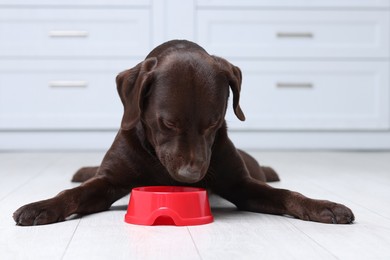 Photo of Cute dog waiting for pet food near empty bowl on floor indoors