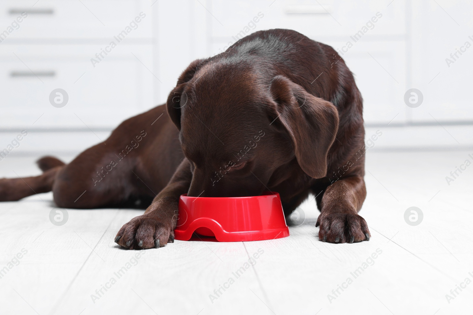 Photo of Cute dog eating dry pet food from feeding bowl on floor indoors