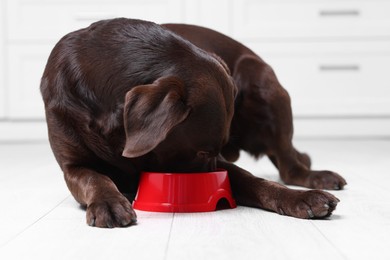 Photo of Cute dog eating dry pet food from feeding bowl on floor indoors