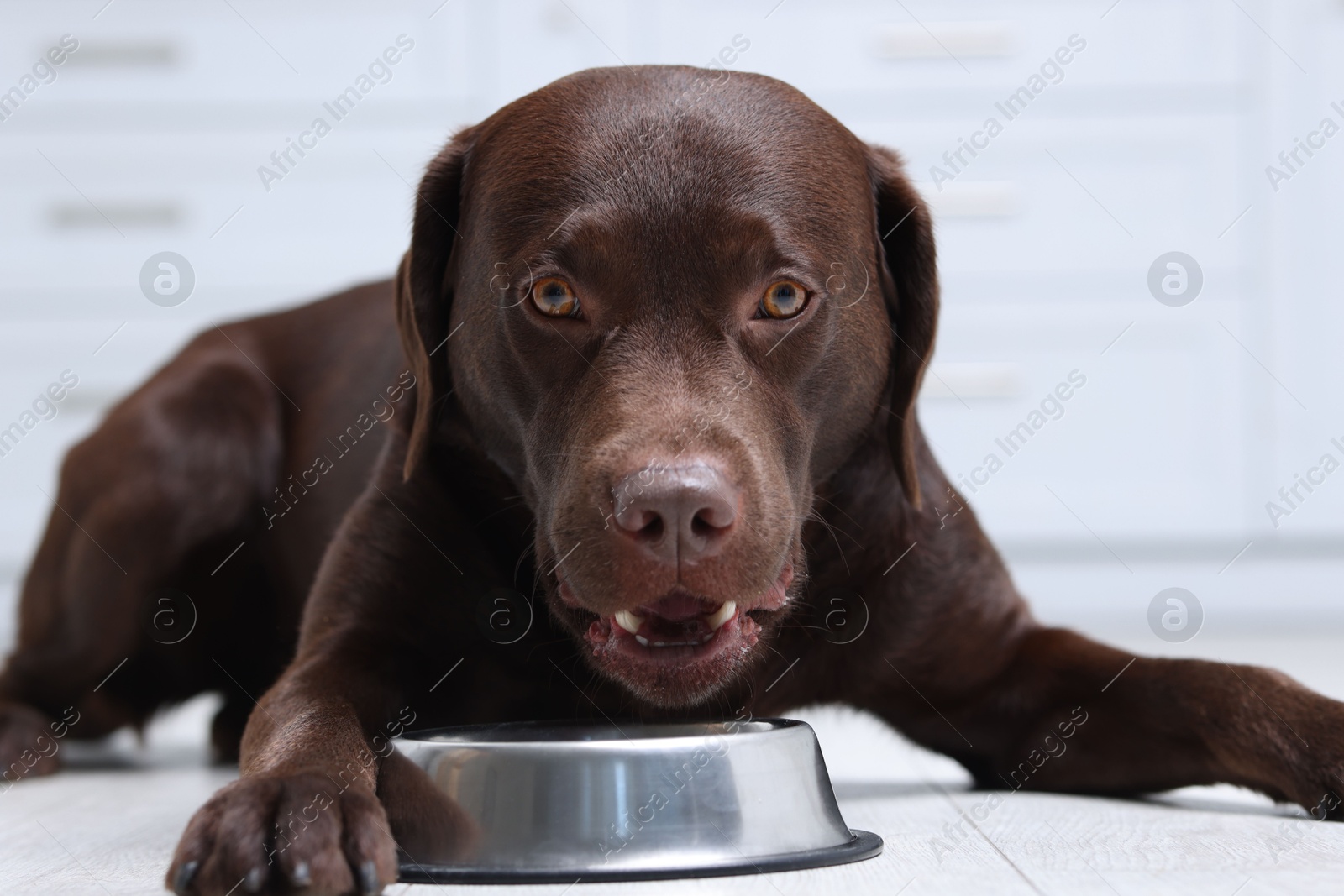 Photo of Cute dog waiting for pet food near empty bowl on floor indoors