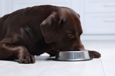 Photo of Cute dog eating dry pet food from feeding bowl on floor indoors