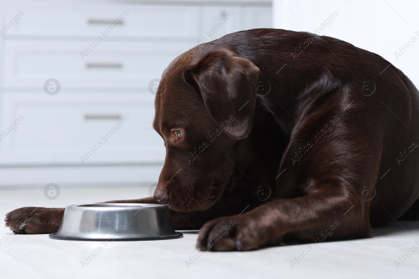 Photo of Cute dog waiting for pet food near empty bowl on floor indoors