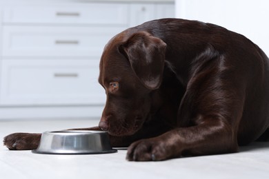 Photo of Cute dog waiting for pet food near empty bowl on floor indoors