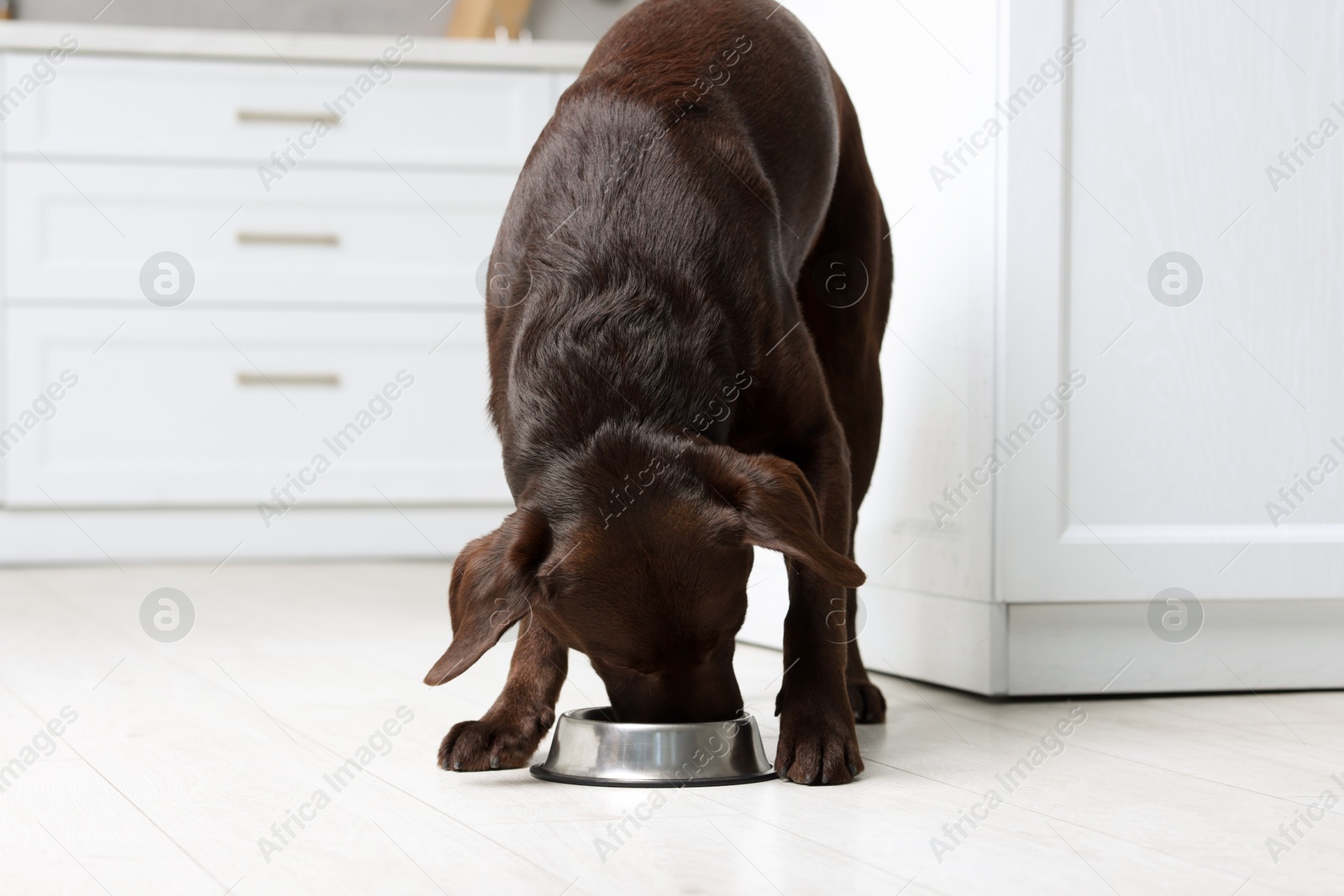 Photo of Cute dog eating dry pet food from feeding bowl on floor indoors