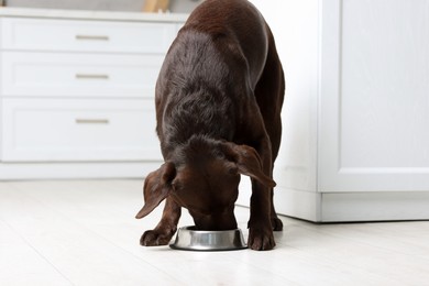 Photo of Cute dog eating dry pet food from feeding bowl on floor indoors