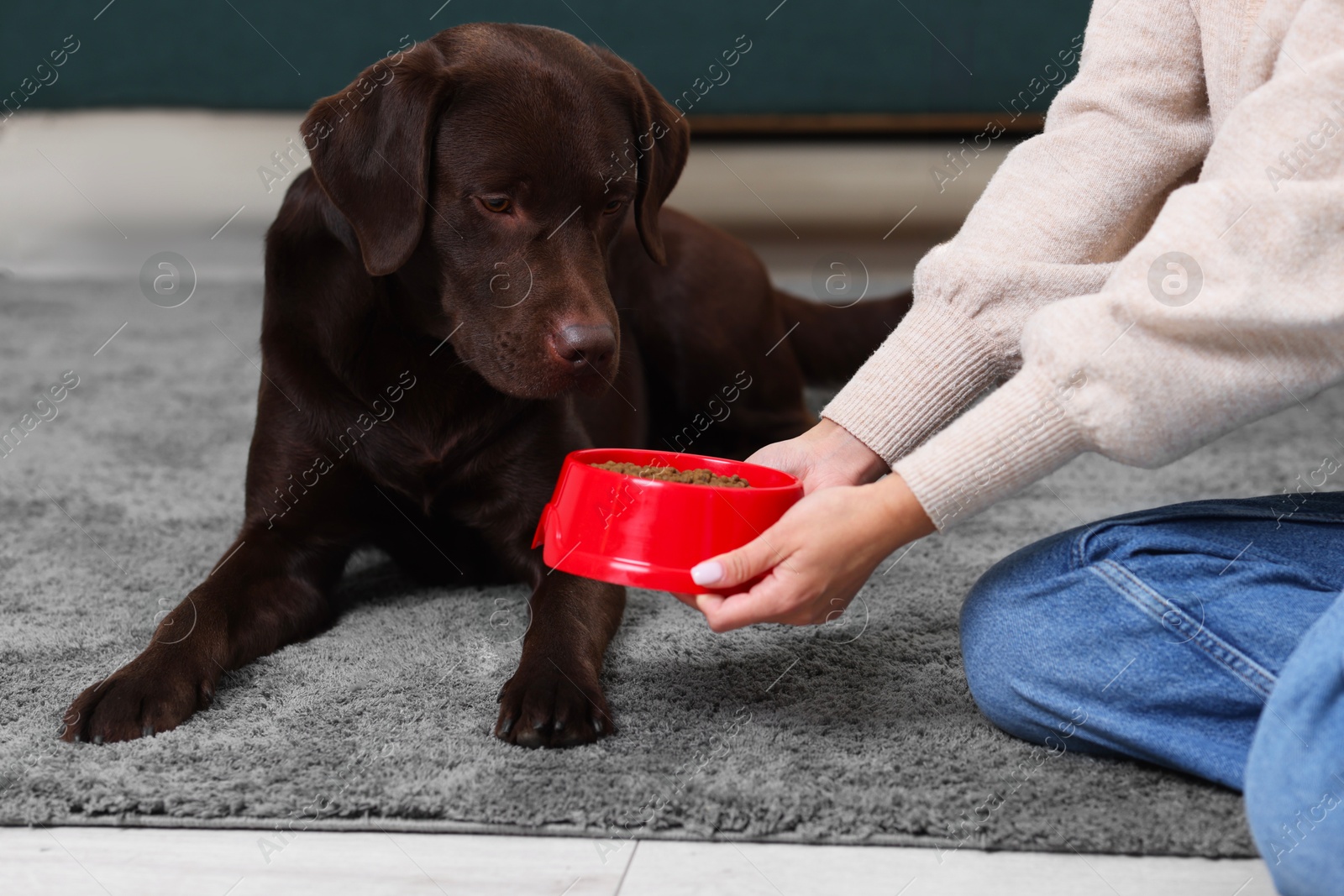 Photo of Woman giving bowl with dry pet food to her dog indoors, closeup