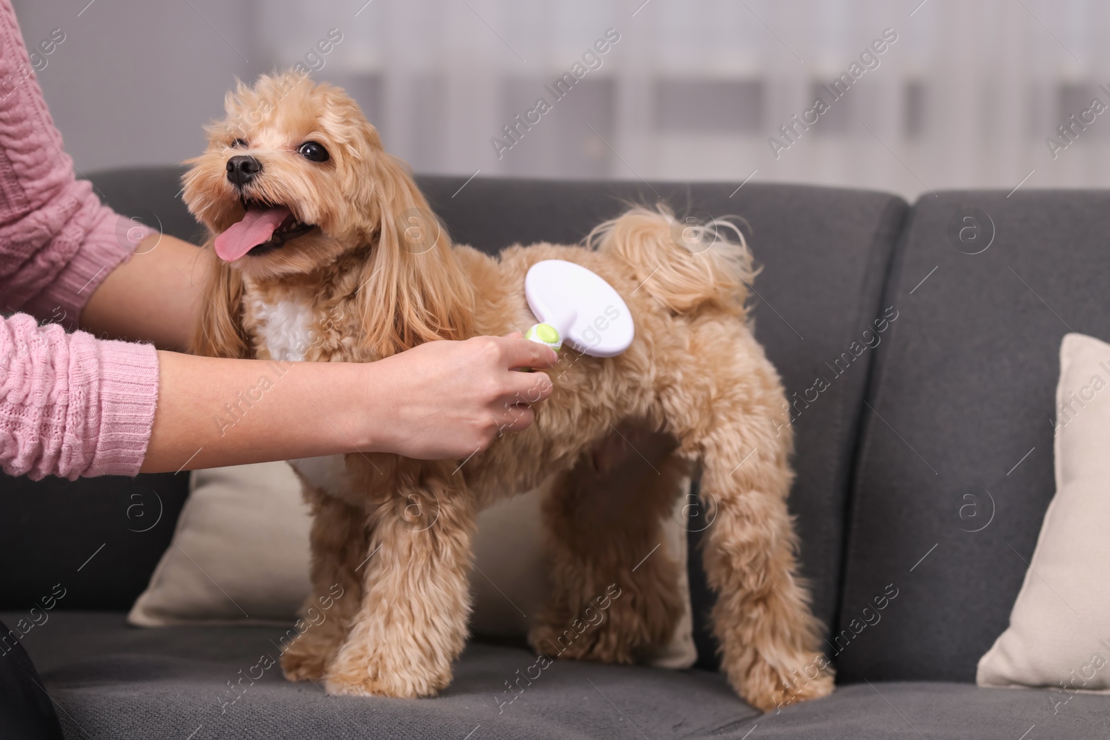 Photo of Woman brushing cute Maltipoo dog on sofa at home, closeup