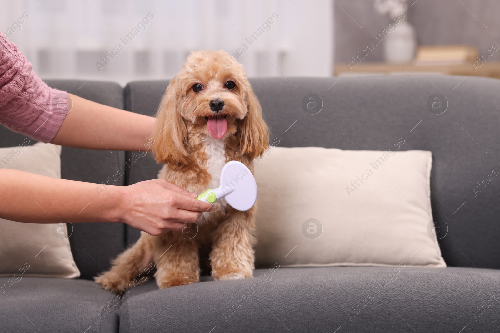 Photo of Woman brushing cute Maltipoo dog on sofa at home, closeup