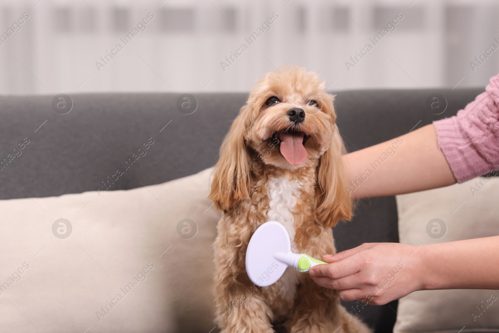 Photo of Woman brushing cute Maltipoo dog on sofa, closeup. Space for text