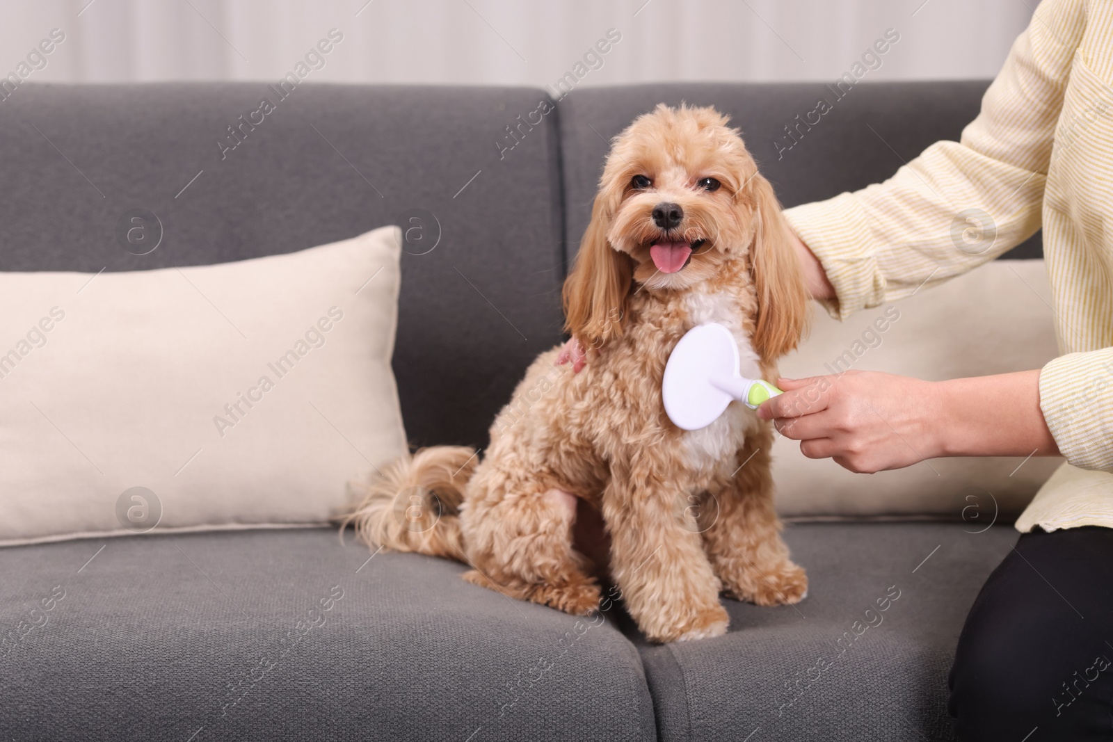 Photo of Woman brushing cute Maltipoo dog on sofa at home, closeup