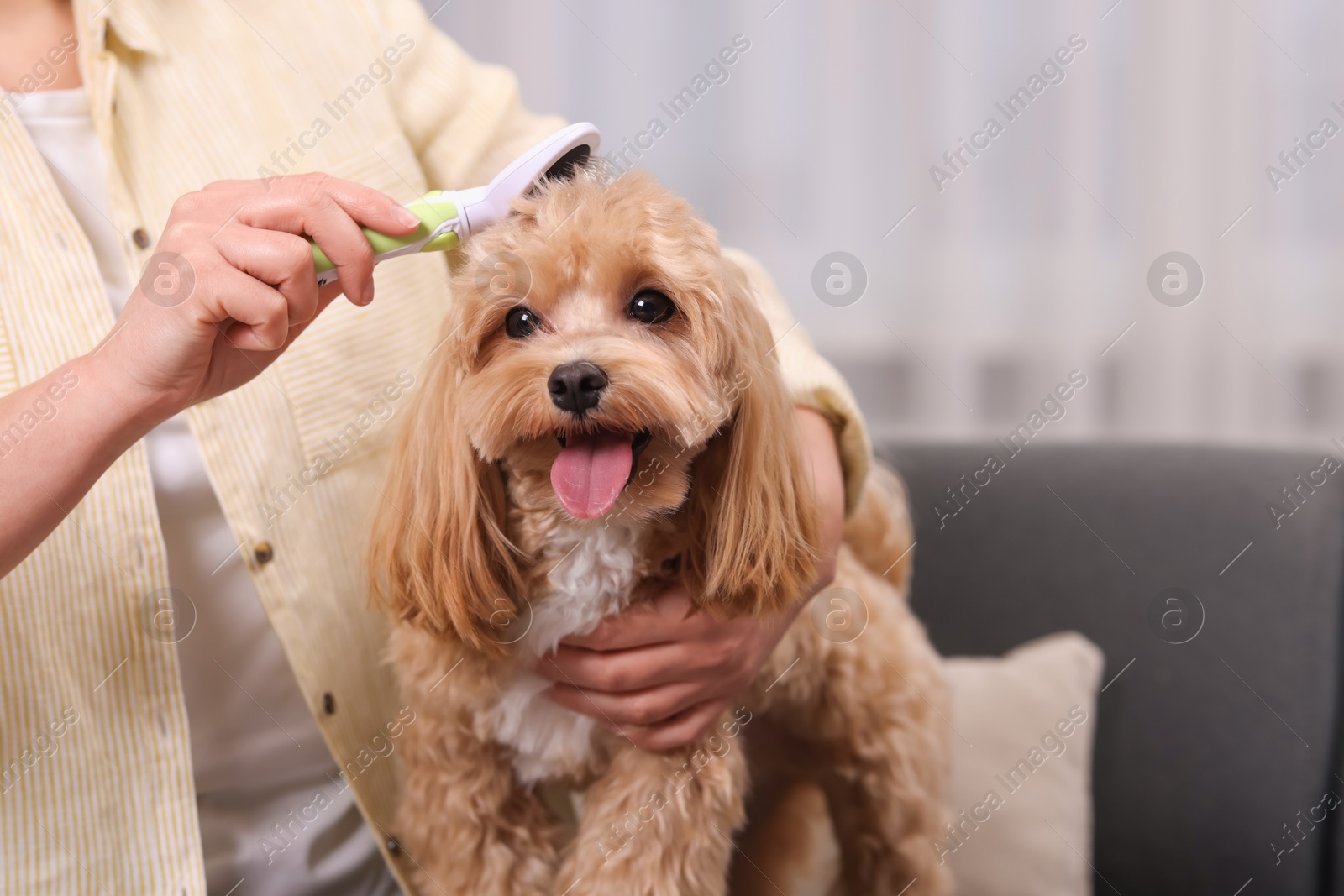 Photo of Woman brushing cute Maltipoo dog at home, closeup