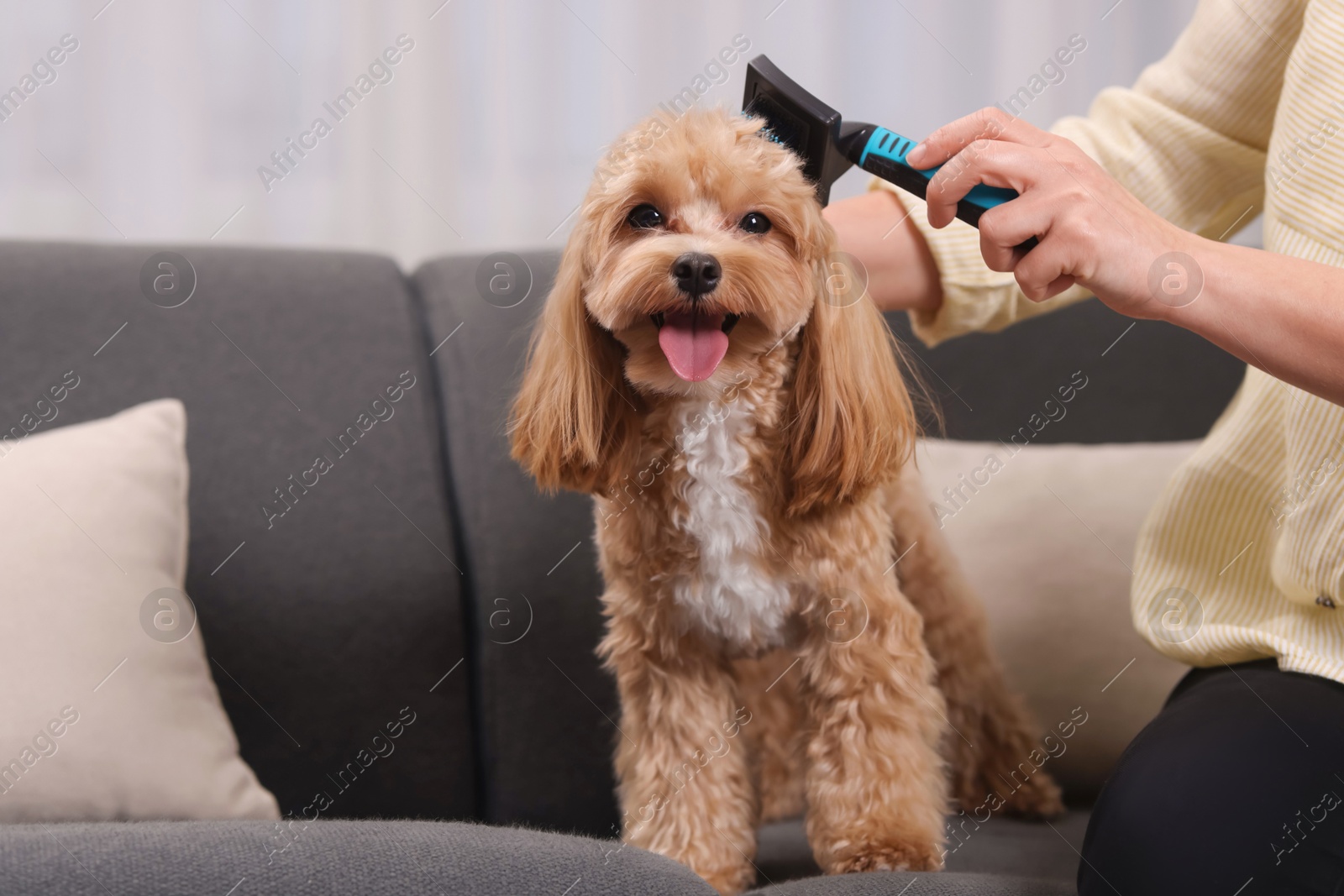 Photo of Woman brushing cute Maltipoo dog on sofa at home, closeup